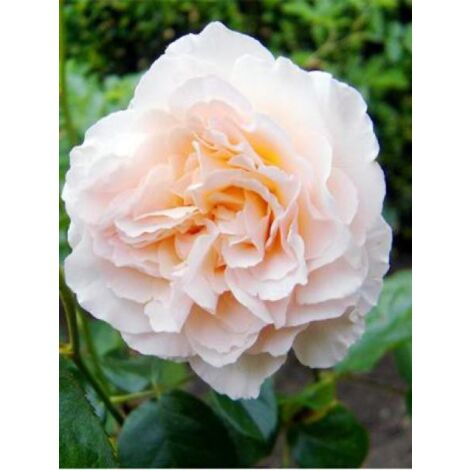 Rosier arbuste moschata 'Penelope' Pot de 4L/5L