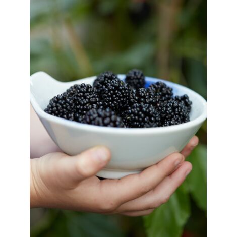 Mûrier nain 'Mojo Berry', mûrier des montagnes 'Mojo Berry' Pot de 12L/15L, Touffe