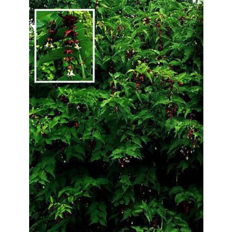 Arbre aux faisans Pot de 2L/3L