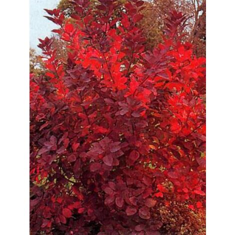 Arbre à perruque 'Grace' 500 cm – Feuillage caduc vert pourpré – Fleurs rose pourpré – Pot de 2L/3L, hauteur livrée 30/40 cm