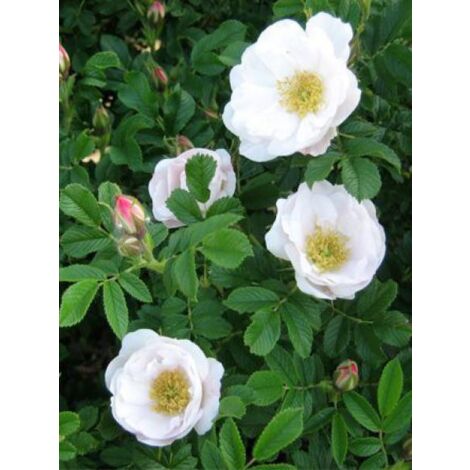 Rosier rugueux 'Alba' Pot de 3L/4L, Qualité 2 branches (1/5)