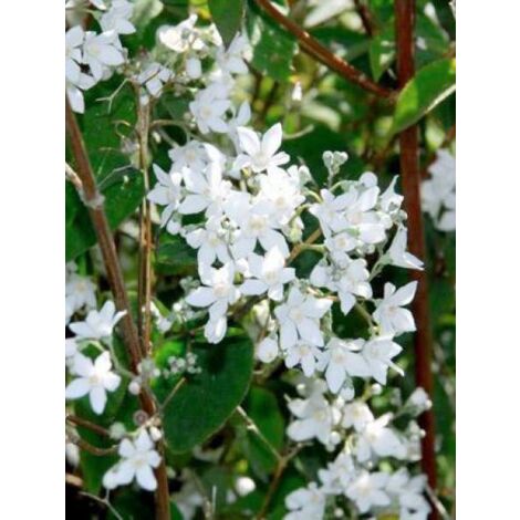 Deutzia gracilis Pot de 2L/3L (1/4)