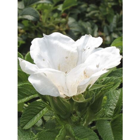 Rosier rugueux 'Blanc Double de Coubert' Pot de 4L/5L, Qualité 2 branches (1/5)