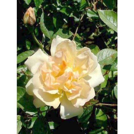 Rosier liane 'Phyllis Bide' Pot de 4L/5L (1/5)