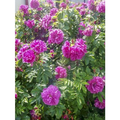 Rosier rugueux 'Roseraie de l'Haÿ' Pot de 3L/4L, Qualité 2 branches