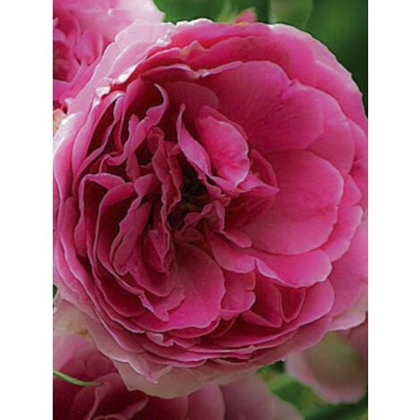 Rosier 'Pink Cloud' Pot de 4L/5L (1/3)