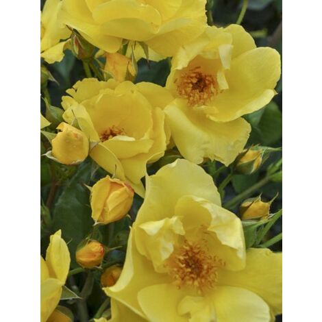 Rosier à massif 'Lemon Fizz ' Pot de 3L/4L (1/4)