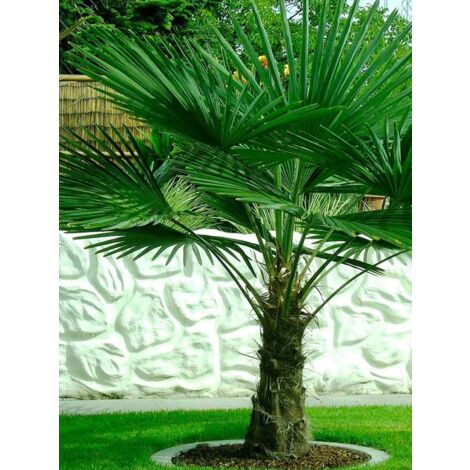 Palmier de Chine Pot de 6L/7L