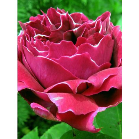 Rosier ancien hybride remontant 'Baron Girod de l'Ain'® Pot de 4L/5L
