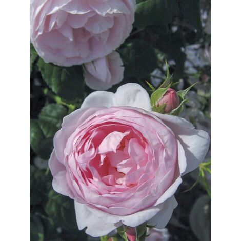 Rosier anglais 'Scepter'd Isle ' Pot de 4L/5L (1/5)