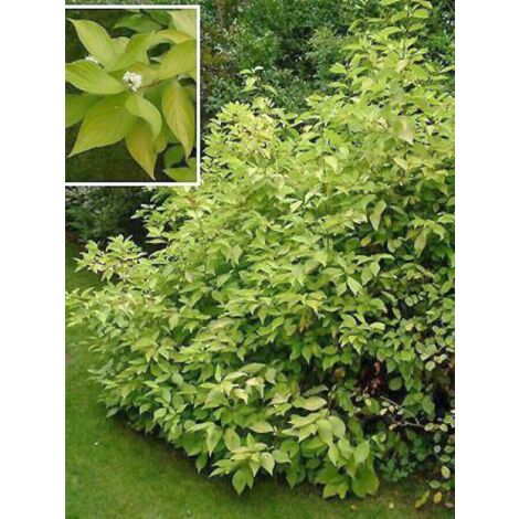Cornouiller blanc 'Aurea' Pot de 2L/3L (1/3)