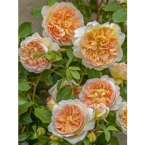 Rosier 'Bathsheba' Pot de 4L/5L