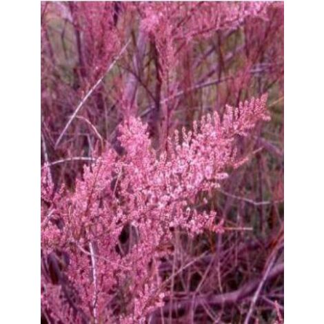 Tamaris d'été 'Rubra' Pot de 3L/4L