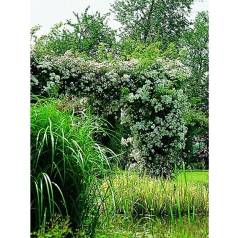 Rosier liane 'Seagull' Pot de 4L/5L (1/2)