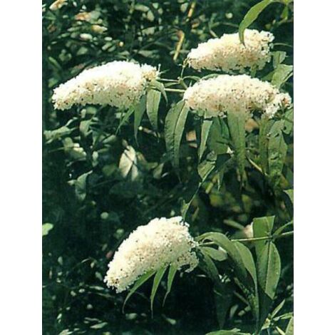 Arbre aux papillons 'White Profusion' Pot de 3L/4L