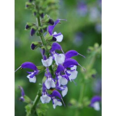 Sauge des près 'Madeline'® Godet de 8/9 cm (1/2)
