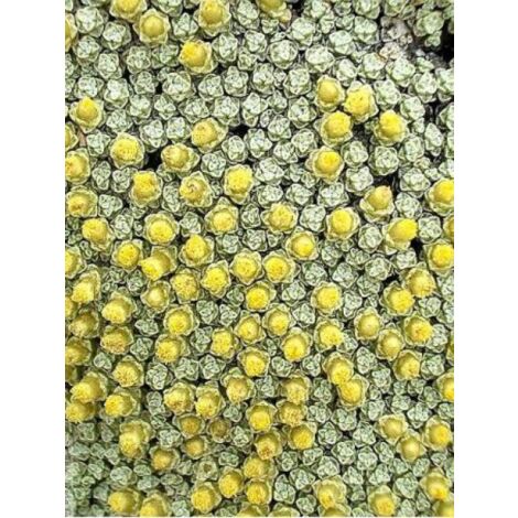 Carpette argentée Godet de 8/9 cm