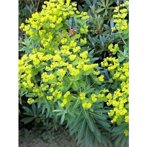 Euphorbe schillingii Godet de 8/9 cm