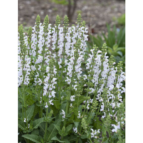 Sauge 'Colorspires Snow Kiss' Godet de 8/9 cm (1/2)
