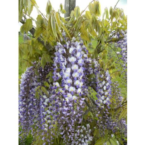 Glycine formosa Pot de 1,5L/2L