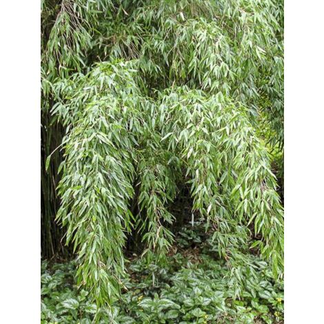 Bambou non traçant 'Lancaster 1' Pot de 12L/15L