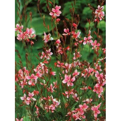 Gaura lindheimeri 'Siskiyou Pink' Pot de 2L/3L