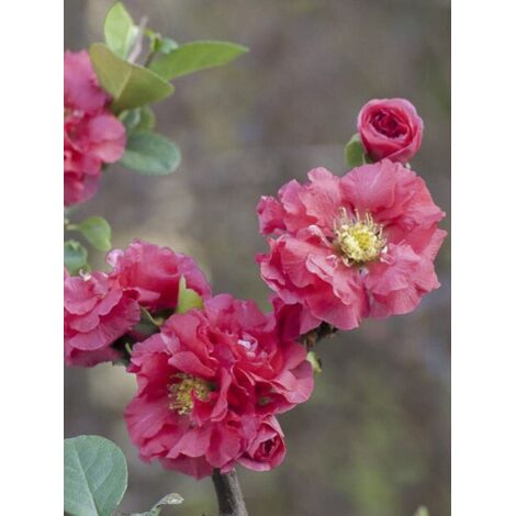 Cognassier du Japon 'Pink Storm' Pot de 2L/3L (1/3)