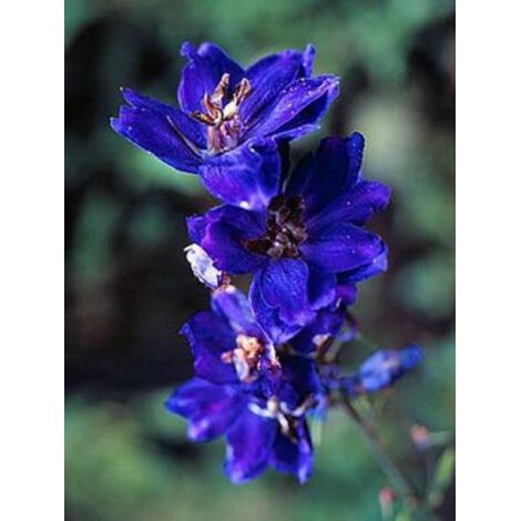 Pied d'Alouette vivace 'Black Knight' Godet de 7/8 cm (1/3)