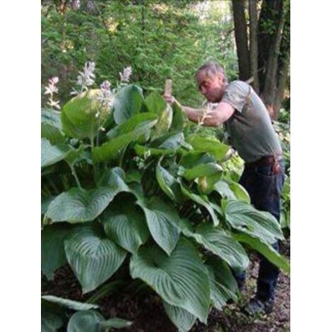 Hosta 'Empress Wu' Godet de 8/9 cm