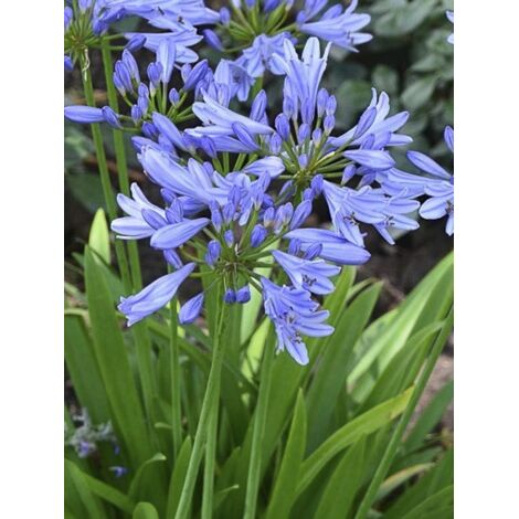 Agapanthe d'Afrique 'Pitchoune Blue' Pot de 2L/3L