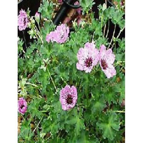 Géranium vivace à feuilles cendrées 'Ballerina' Godet de 8/9 cm