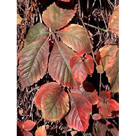 Vigne vierge vraie, Vigne vierge de Virginie Pot de 2L/3L 80/90cm