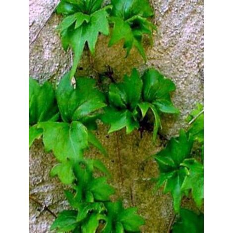 Vigne vierge japonaise 'Lowii' Pot de 2L/3L (1/3)