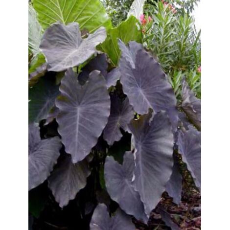 Taro, Madère, Chou-Chine 'Black Magic' Godet de 8/9 cm (1/2)