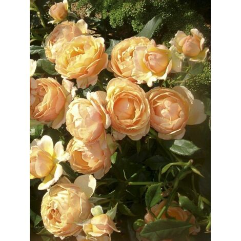Rosier à fleurs groupées 'Amber Queen' Pot de 2L/3L