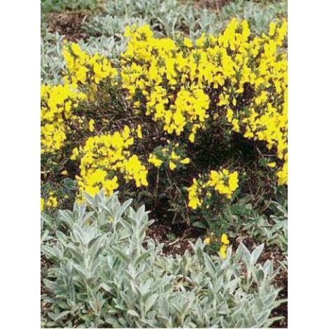 Genêt 'Golden Sunlight' Pot de 2L/3L (1/4)