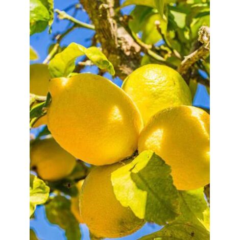 Citronnier des 4 Saisons Pot de 4L/5L, 1/4 de tige (1/3)