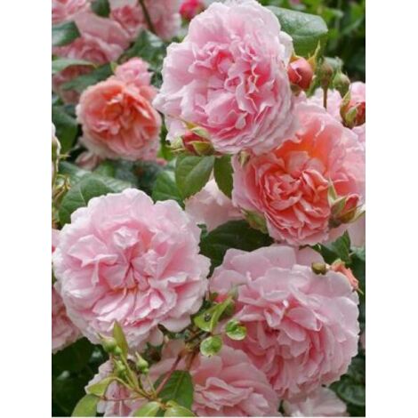 Rosier anglais 'Strawberry Hill'® Pot de 4L/5L (1/3)