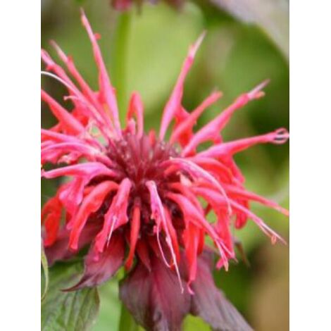 Monarde 'Cambridge Scarlet' Godet de 8/9 cm (1/3)