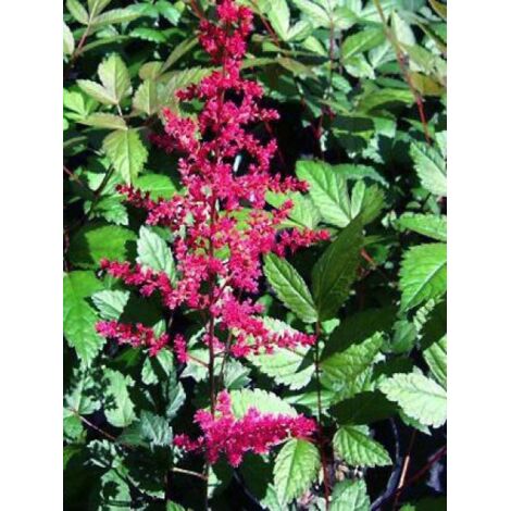 Astilbe du Japon 'Vesuvius' Godet de 8/9 cm (1/2)