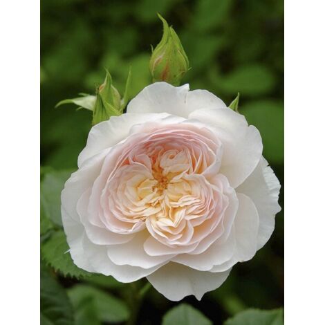 Rosier anglais 'Emily Brontë' Pot de 4L/5L (1/3)