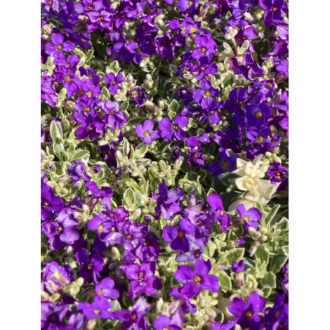 Aubriète 'Silberrand' Godet de 8/9 cm (1/2)