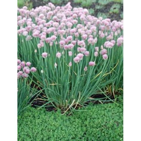 Ciboulette 'Rising Star' Godet de 8/9 cm (1/3)