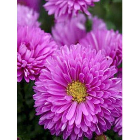 Aster grand d'automne 'Patricia Ballard' Godet de 8/9 cm (1/3)