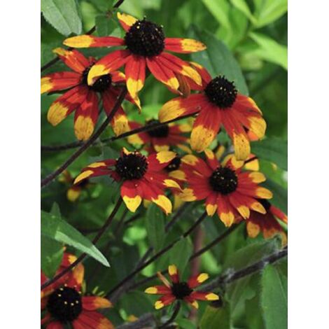 Rudbeckie 'Prairie Glow' Godet de 8/9 cm (1/3)