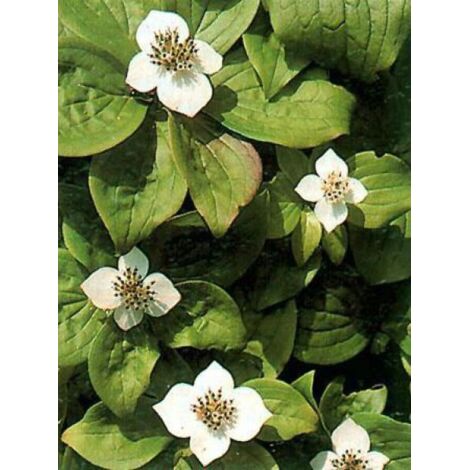 Cornouiller du Canada Godet de 8/9 cm (1/4)