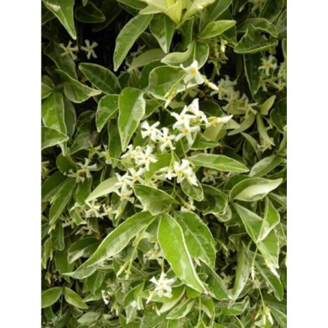 Jasmin étoilé 'Variegata' Pot de 2L/3L