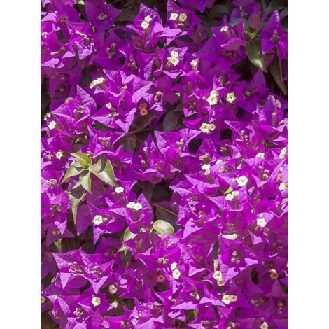 Bougainvillée 'Violet de mèze' Pot de 3L/4L