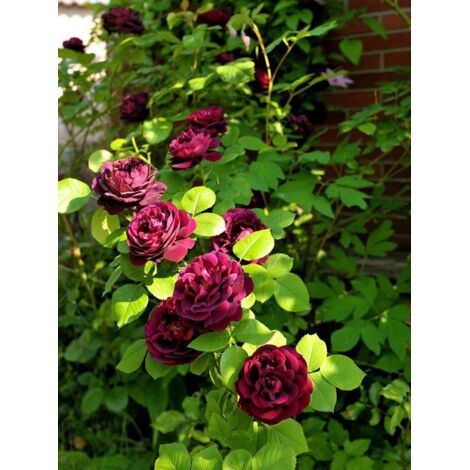 Rosier ancien hybride remontant 'Souvenir du Dr Jamain' Pot de 4L/5L