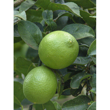 Lime de Tahiti, Limettier de Perse Pot de 4L/5L, 1/4 de tige (1/2)